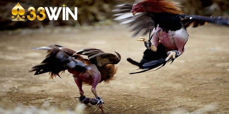 Đá gà 33win: Sân chơi giải trí thú vị cùng những trận đấu gà nảy lửa